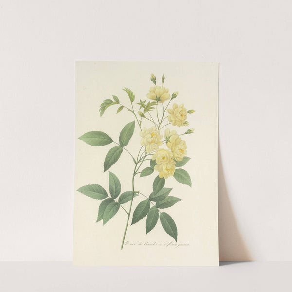 Choix des plus belles fleurs pl 097 by Pierre Joseph Redouté