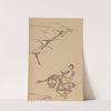 Chōjū ryakugashiki, Pl.17 by Masayoshi Kitao