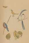 Chōjū ryakugashiki, Pl.29