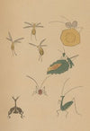 Chōjū ryakugashiki, Pl.35