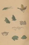 Chōjū ryakugashiki, Pl.36