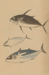 Chōjū ryakugashiki, Pl.42