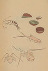 Chōjū ryakugashiki, Pl.43