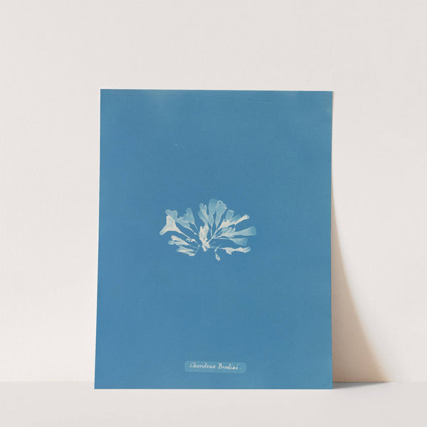 Chondrus Brodiæi by Anna Atkins