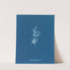 Chondrus crispus var. by Anna Atkins