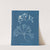 Chondrus mamillosus by Anna Atkins