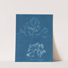 Chondrus membranifolius by Anna Atkins