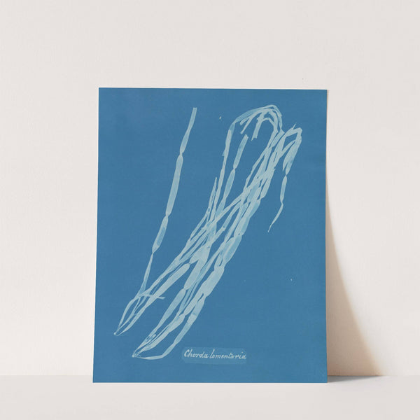Chorda lomentaria by Anna Atkins