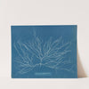 Chordaria flagelliformis. by Anna Atkins