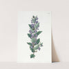Chorozema-leaved Hovea by Sydenham Edwards