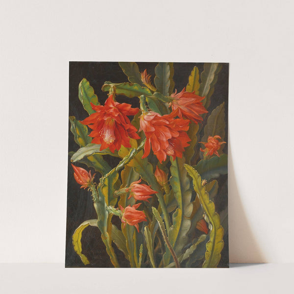 Christmas Cactus by Christian Möllback