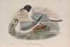 Chroicocephalus philadelphia. Bonaparte’s Gull. (1862-1873)