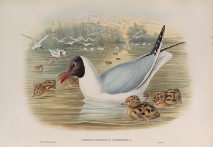 Chroicocephalus ridibundus. Black-headed Gull. (1862-1873)