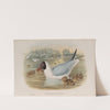 Chroicocephalus ridibundus. Black-headed Gull. (1862-1873) by John Gould