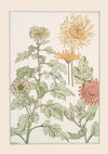 Chrysanthème