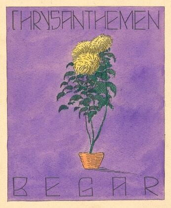 Chrysanthemen Begar