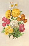 Chrysanthèmes d’automne.