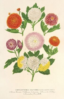 Chrysanthèmes d’automne (variétés naines)