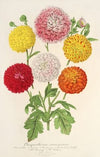 Chrysanthèmes (des jardins) nains et précoces
