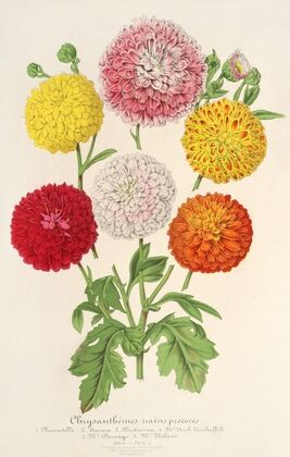 Chrysanthèmes (des jardins) nains et précoces
