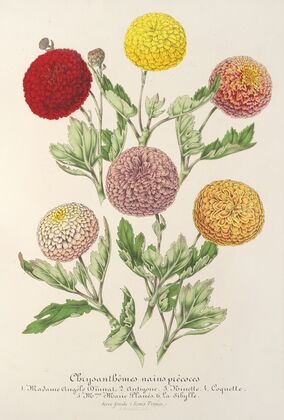 Chrysanthèmes nains précoces