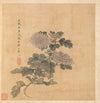 Chrysanthemum