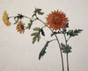 Chrysanthemums