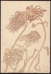 Chrysanthemums (1908)