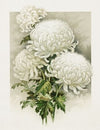 Chrysanthemums