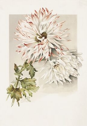 Chrysanthemums
