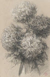 Chrysanthemums