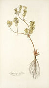 Chrysocoma dichotoma