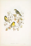 Chrysomitris spinus. Siskin. (1862-1873)