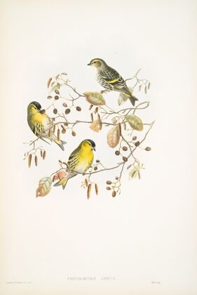 Chrysomitris spinus. Siskin. (1862-1873)