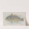 Chub (1889) by Allen &amp; Ginter