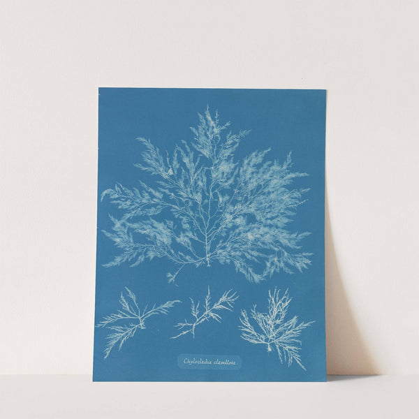 Chylocladia clavellosa (1843-1853) by Anna Atkins