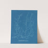 Chylocladia kaliformis (in fruit) (1843-1853) by Anna Atkins