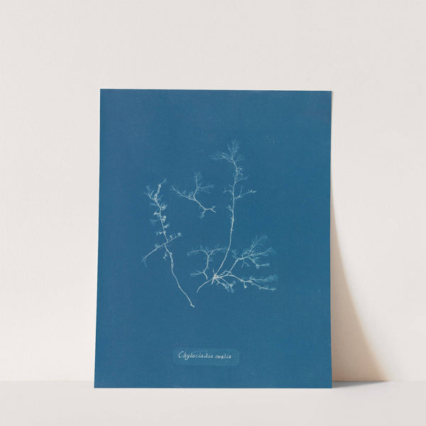 Chylocladia ovalis (1843-1853) by Anna Atkins