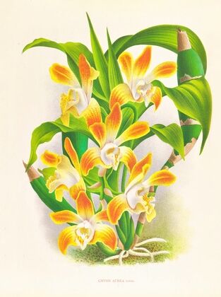 Chysis aurea