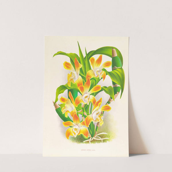 Chysis aurea by Jean Jules Linden