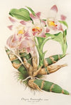 Chysis Limmingbei