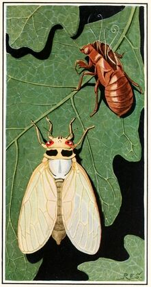 Cicada