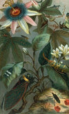 Cicadae, Lantern-Fly, etc.