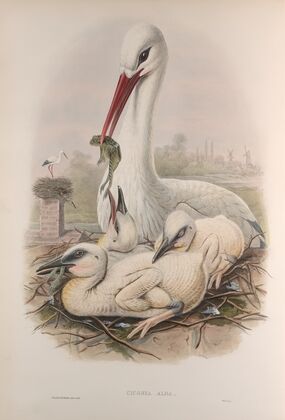 Ciconia alba. Stork. (1862-1873)
