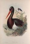 Ciconia nigra. Black Stork. (1862-1873)