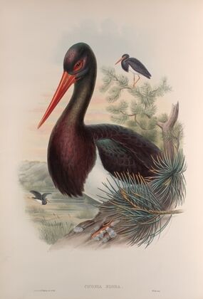 Ciconia nigra. Black Stork. (1862-1873)
