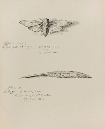 Cigale en bronze et Plume or (1882-1883)