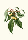 Cilegia gialla Duracina. [Cerasus Duracina ; Cherry]
