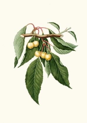 Cilegia gialla Duracina. [Cerasus Duracina ; Cherry]