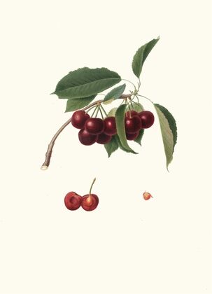 Cilegia visciolona. [Cerasus visciola ; Cherries]